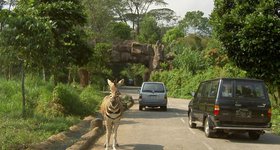The Safari park is a lot like a parking-lot