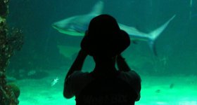 Me taking picture of kid, taking picture of shark, at the Sydney Aquarium.